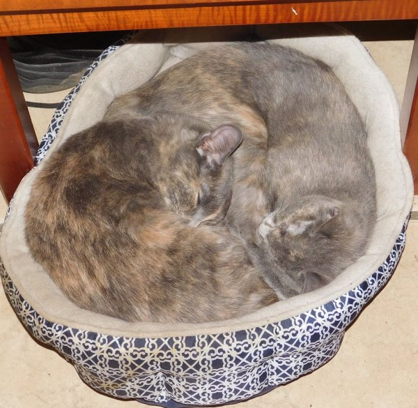 3 Dec 2018 Kittens bedding down 2.JPG