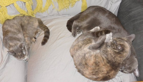 3 Dec 2018 Phoebe and Slash- and Gizmo 2.JPG