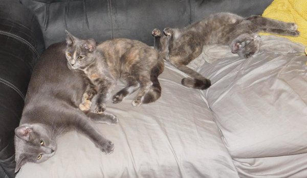 3 Dec 2018 Phoebe and Slash- and Gizmo.JPG