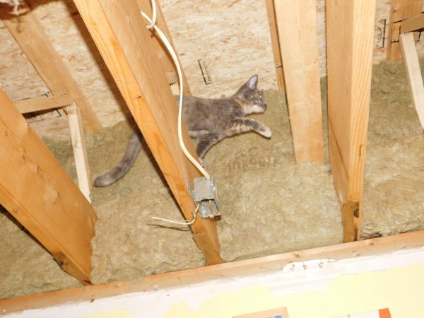 3 Dec 2018 Slash in the trusses.JPG