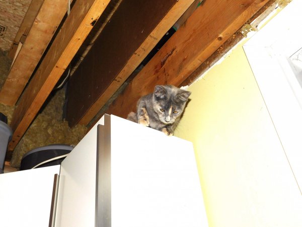 3 Dec 2018 Slash on cabinet resting.JPG