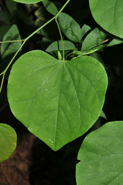 leaf1.jpg