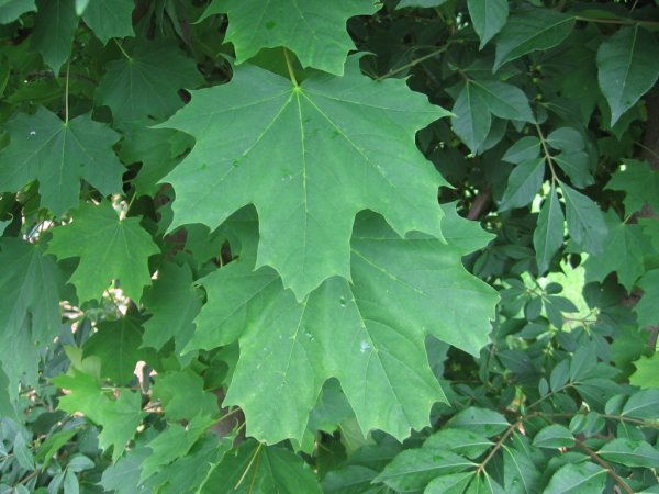 norway_maple_leaf-1024x768.jpg