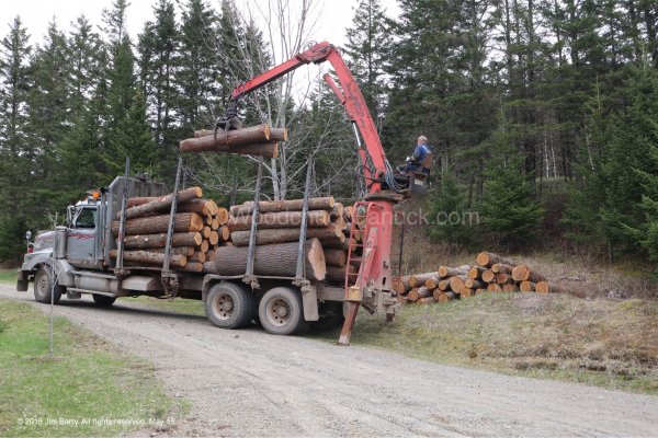 20180517-loadoflogs-pine-hemlock-1.jpg