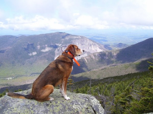 hound in the mountain.JPG