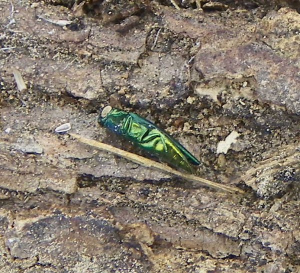 Emerald Ash Borer.JPG