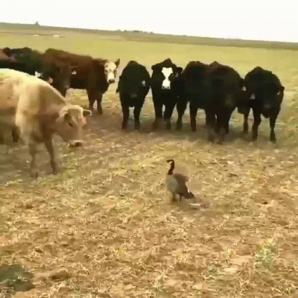 Cow vs Goose.gif