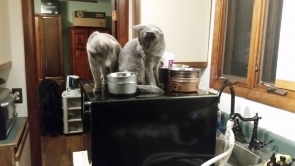 Spot and Rainey kittens holding down dishwasher.jpg
