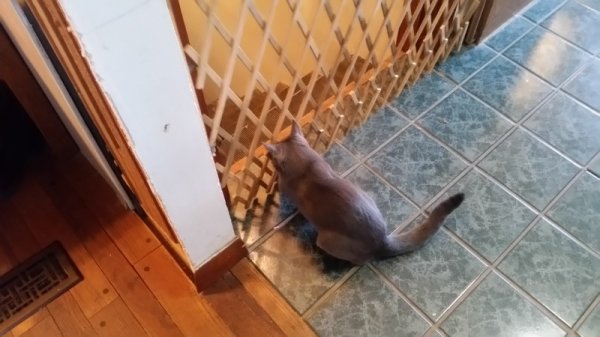 Rainey trying to get thru gate.jpg