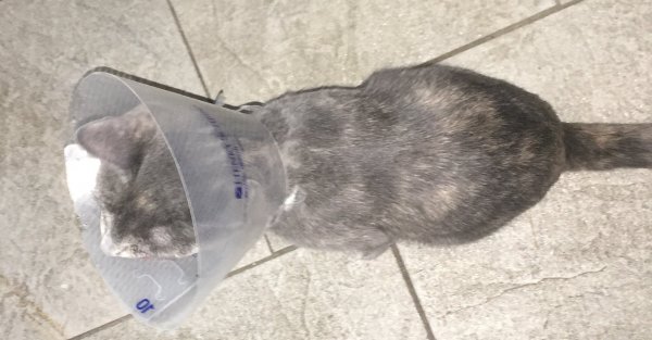 29 Dec 2018 Gizmo in cone of shame.JPG