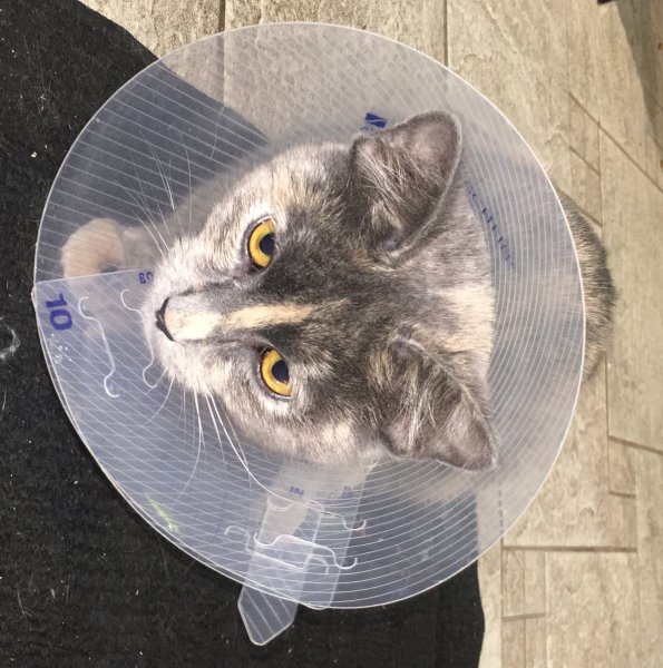 29 Dec 2018 Slash in cone of shame.JPG