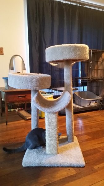 1 Rainey on base of cat tower.jpg