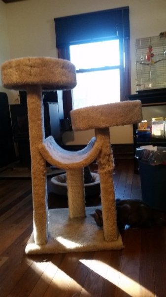 2 cat tower shoing damage.jpg