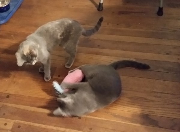 kittens playing with pink toy.jpg