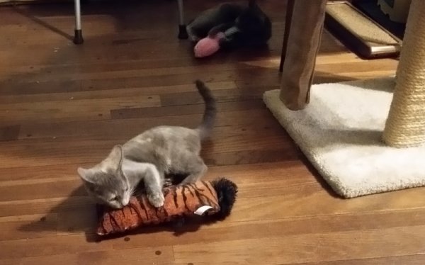 kittens each with one toy.jpg