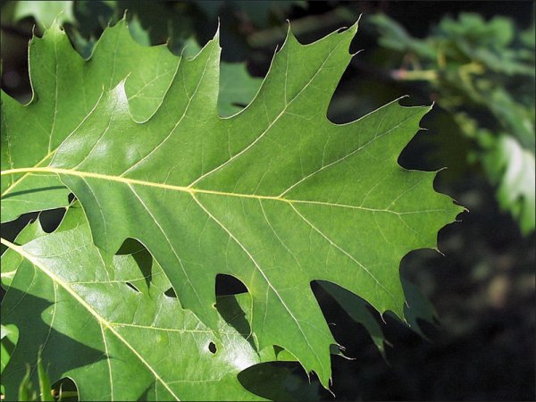 Red oak leaf.jpg