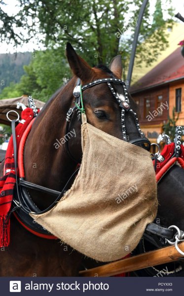 horse-feeding-from-nose-bag-in-zakopane-poland-PCYXX3.jpg