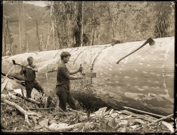 Timber+workers,+Northland-1-3.jpeg