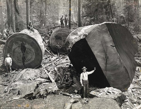 Lumberjacks-beside-their-handiwork.jpg