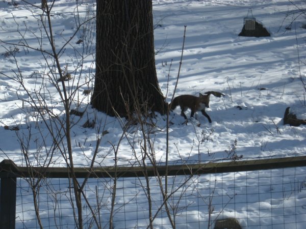 washington baltic coyote fox ducks 084.JPG