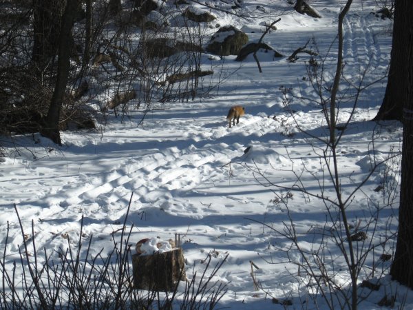 washington baltic coyote fox ducks 083.JPG