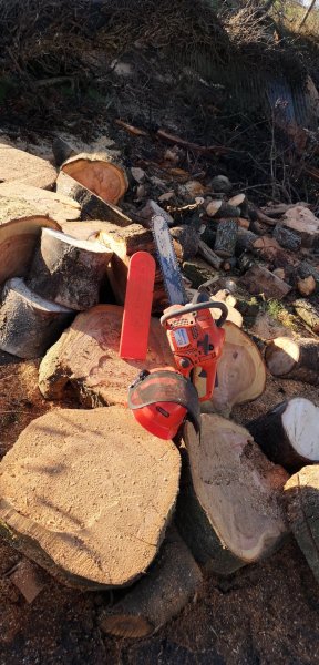 bucking a large cherry.jpg