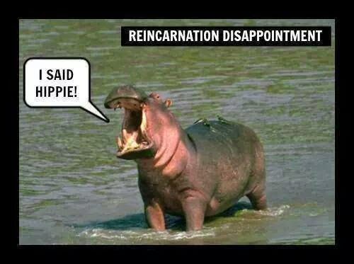 funny-recincarnation-hippo-hippie.jpg