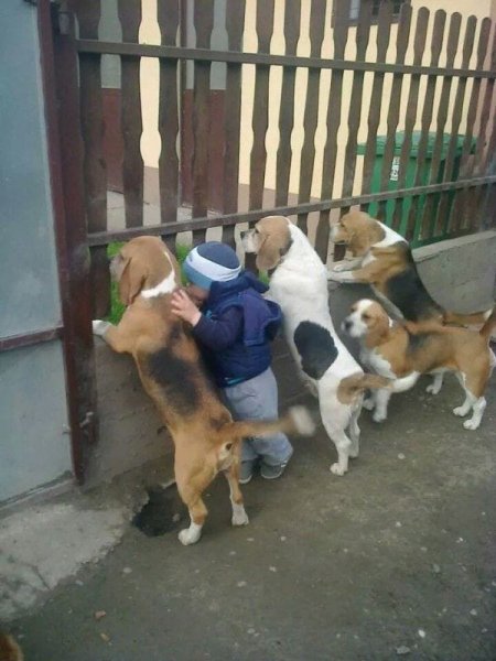 BeagleBoys.jpg