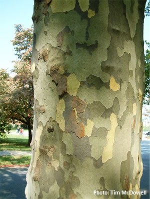 American Sycamore 7.jpg
