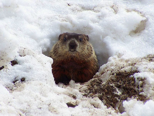 woodchuck-in-winter-flickr.jpg