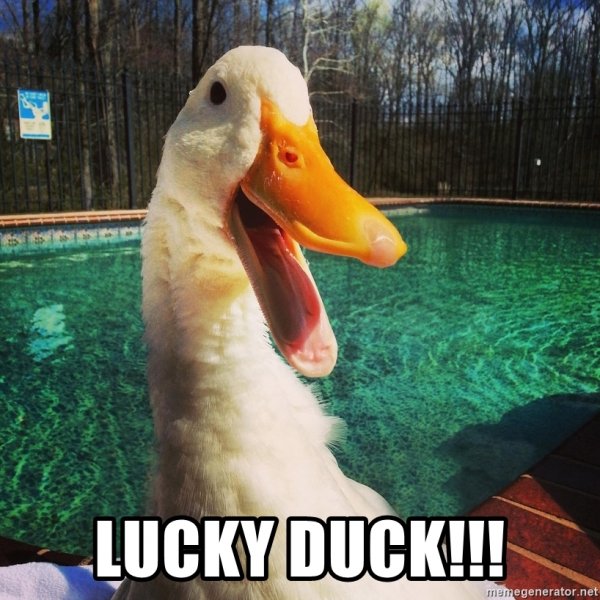 lucky-duck.jpg