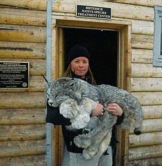 BigLynx.jpg