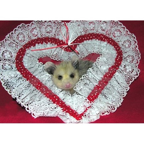 opossumpossum_valentine_card.jpg