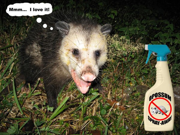 opossum-repellent.jpg