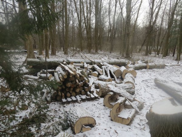 firewood 001.JPG