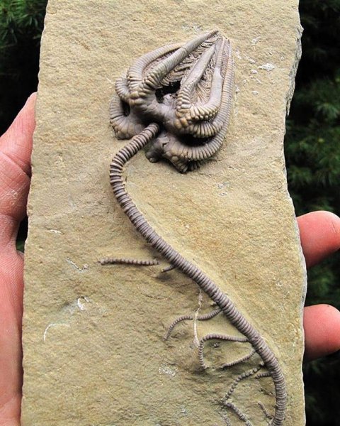 Fossil.jpg