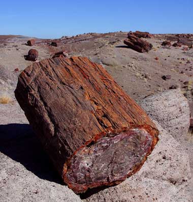 PetrifiedWoodLog.jpg
