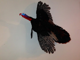 greg turkey mount.jpg