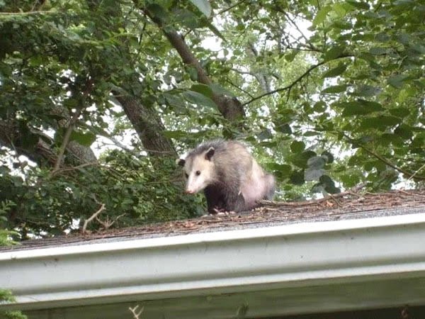 opossum_watching_decatur.jpg