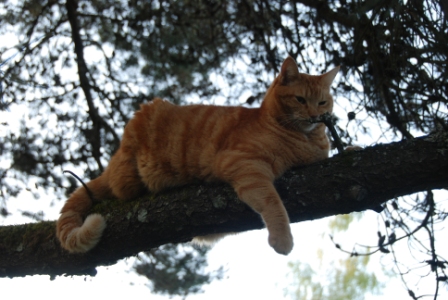 Milo in tree.jpg