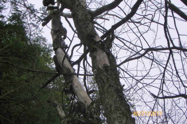 100_8082.JPG