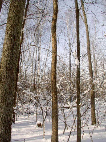 Small ash 1-3-08.JPG