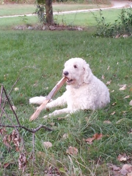 Sophie.jpg