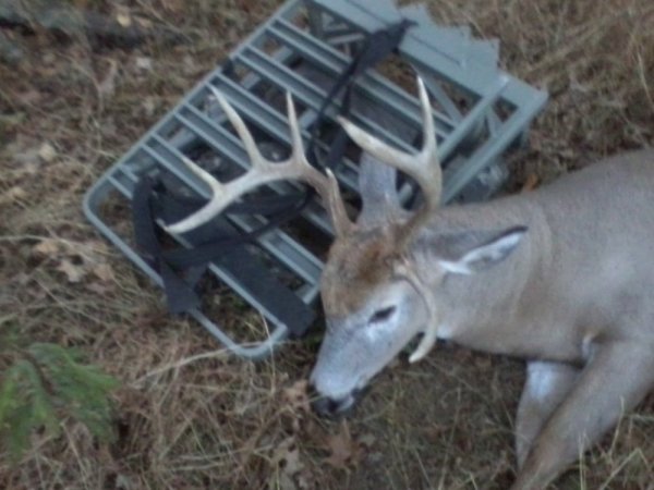 buck1013.jpg