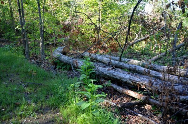 wood3.jpg