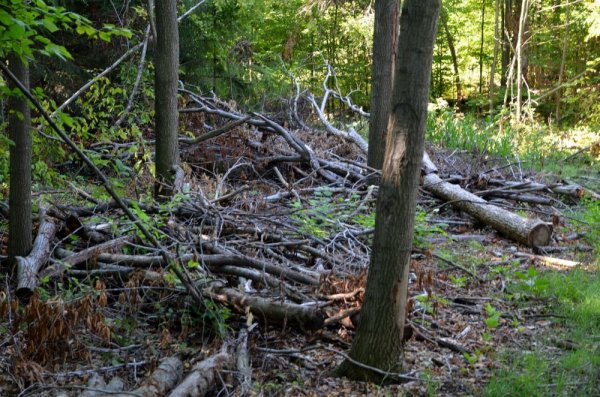 wood5.jpg