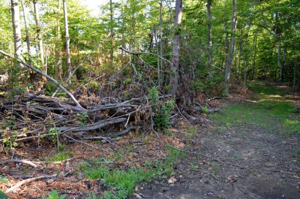 wood6.jpg