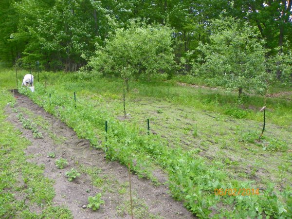 Front garden.JPG