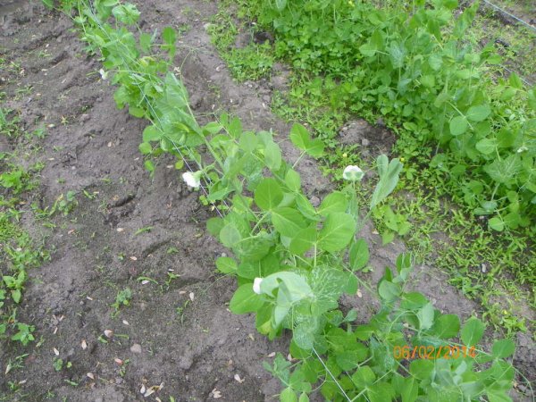 Pea blossom-1.JPG