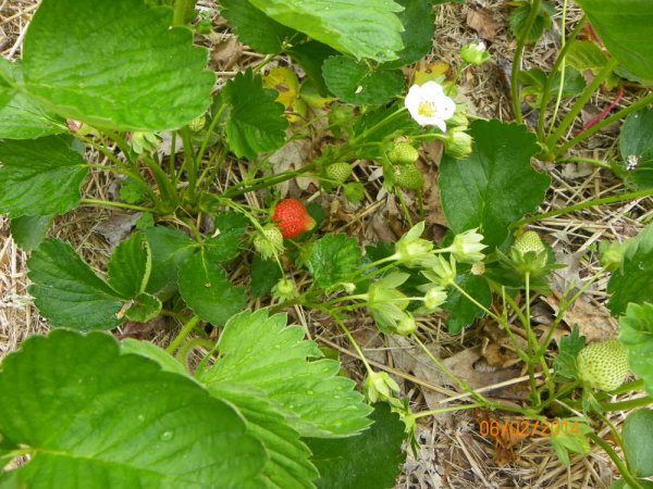 strawberry-2013a.JPG